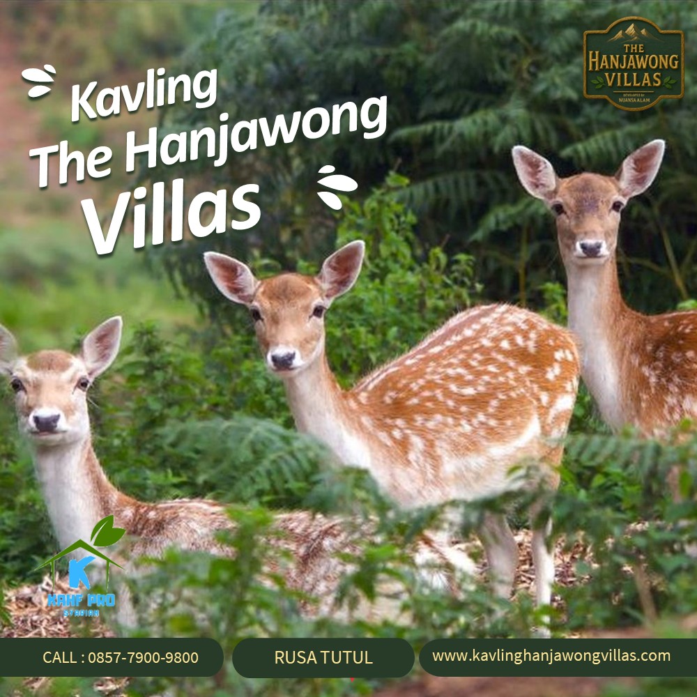 Hanjawong Villas memiliki fasilitas wisata diantaranya area rusa tutul