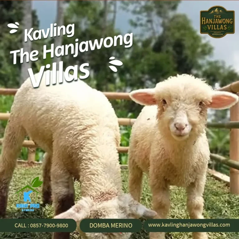 Area Domba Merino