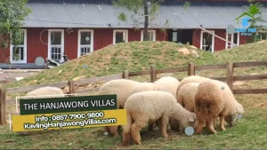 Foto Kavling The Hanjawong Villas Puncak 2 Bogor (16)